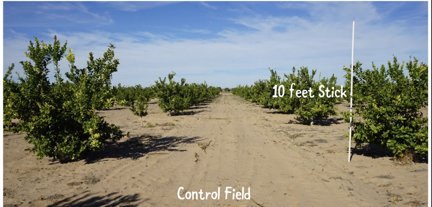 Sparse, struggling control orchard on salt-affected ground before treatment