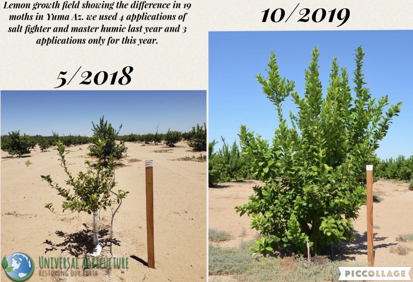 Lemon orchard in Yuma, May 2018 versus October 2019 after Salt Fighter treatment