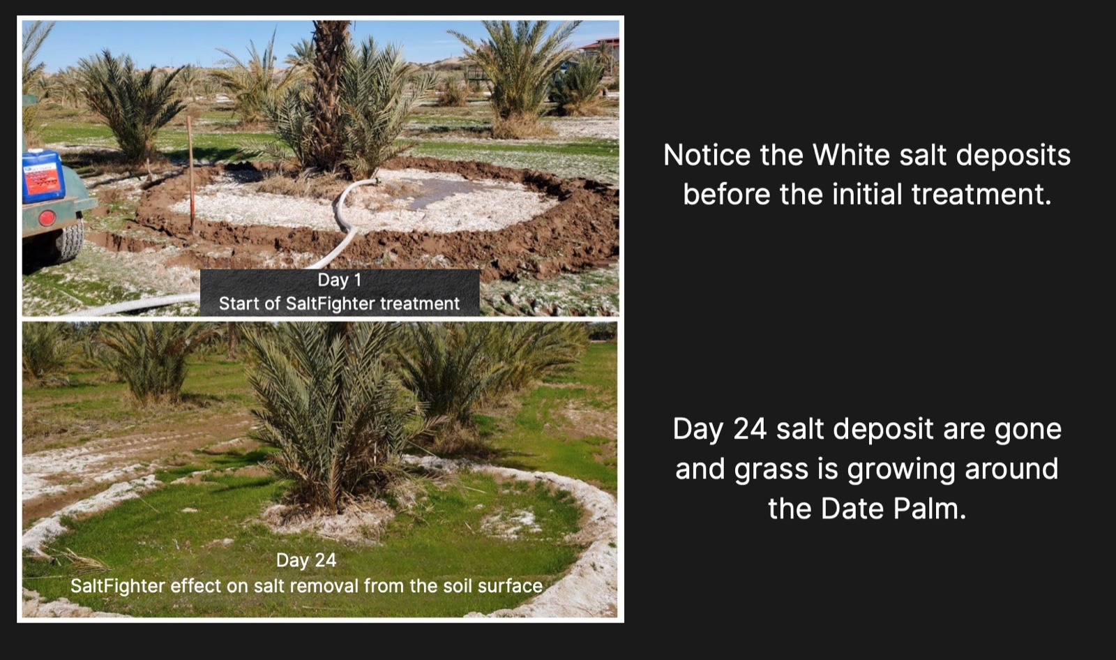 Date palm with white salt deposits on Day 1 of SaltFighter treatment versus Day 24 with salt gone and grass growing